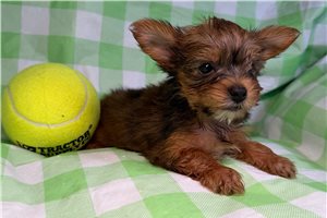 Baron - puppy for sale