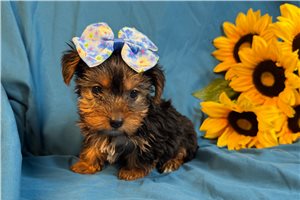 Bitsy - Yorkshire Terrier - Yorkie for sale