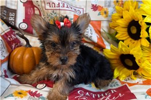 Sophia - Yorkshire Terrier - Yorkie for sale