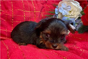 Lacey - puppy for sale