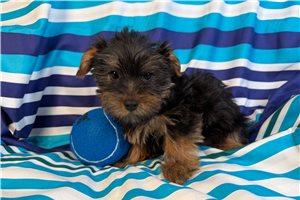 Isaiah - Yorkshire Terrier - Yorkie for sale