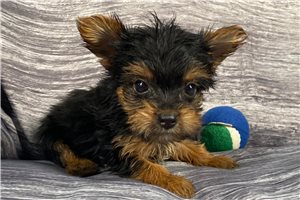 Nico - Yorkshire Terrier - Yorkie for sale