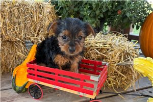 Ember - Yorkie for sale