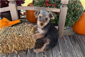 Isaiah - Yorkie for sale
