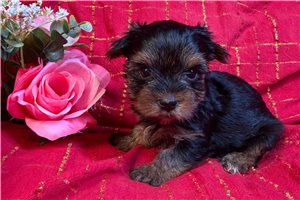 Lamb - puppy for sale