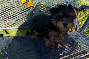 Danelle - Yorkshire Terrier - Yorkie for sale