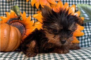 Darla - Yorkie for sale