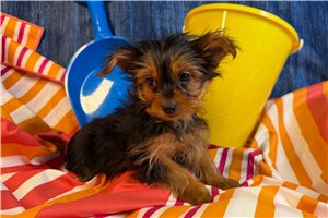 Marshall - Yorkshire Terrier - Yorkie for sale