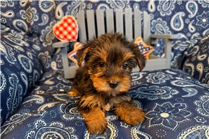 Lara - Yorkshire Terrier - Yorkie for sale