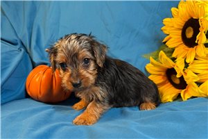 Blackjack - puppy for sale