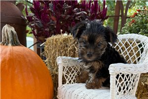 Elvira - puppy for sale