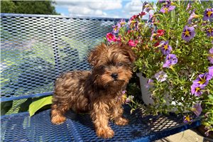 Norman - Yorkshire Terrier - Yorkie for sale