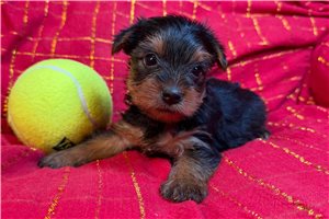 Liam - puppy for sale