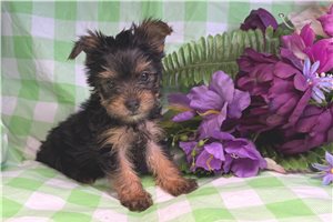 Bella - Yorkshire Terrier - Yorkie for sale