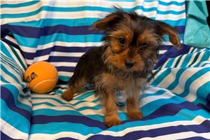 Marshall - Yorkshire Terrier - Yorkie for sale