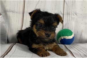 Nico - Yorkshire Terrier - Yorkie for sale