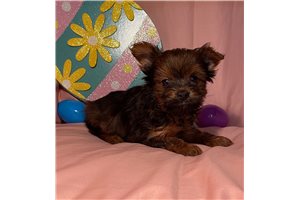 Jayllen - Yorkshire Terrier - Yorkie for sale