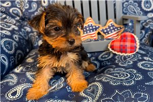 Louisa - Yorkshire Terrier - Yorkie for sale