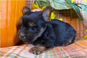 Ophelia - puppy for sale