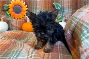 Orchid - puppy for sale