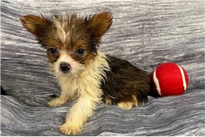 Nathan - Yorkshire Terrier - Yorkie for sale