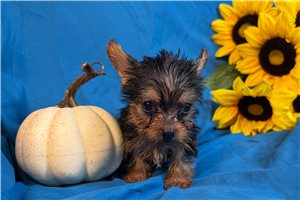 Blake - Yorkshire Terrier - Yorkie for sale