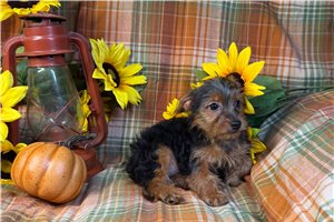 Ember - Yorkie for sale