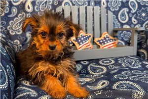 Marshall - Yorkshire Terrier - Yorkie for sale