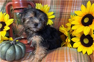 Elvira - Yorkie for sale