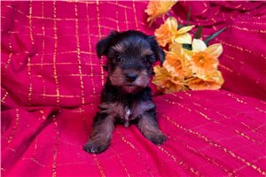 Lara - puppy for sale