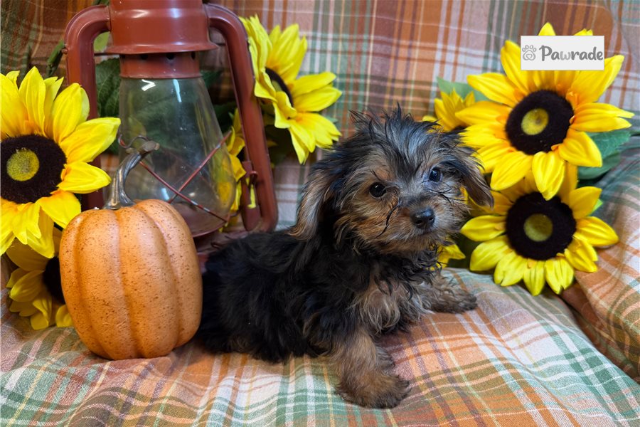 Eric - Yorkshire Terrier for sale