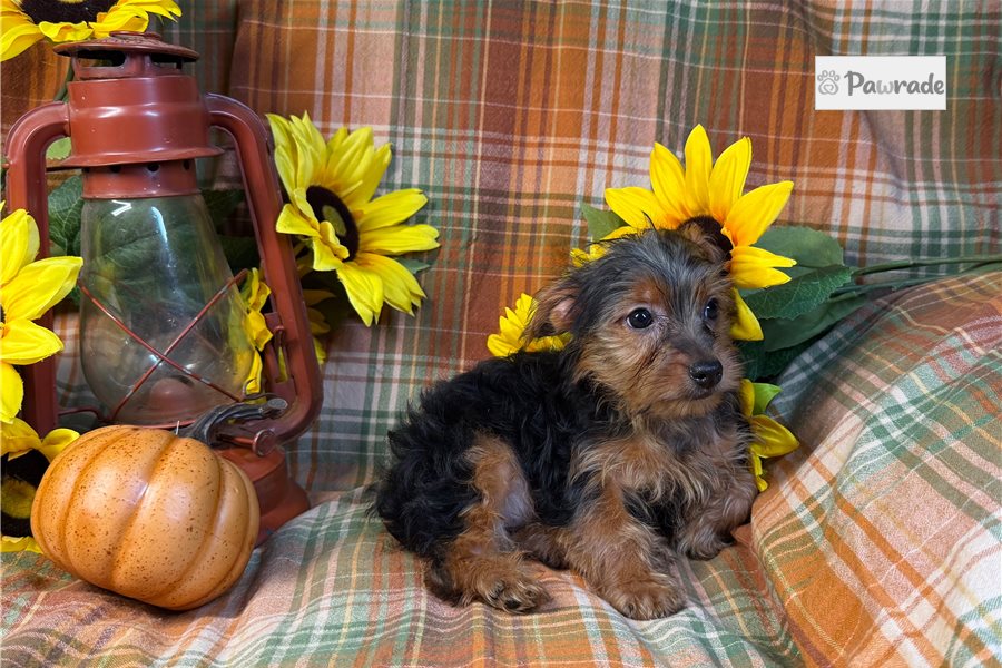 Ember - Yorkshire Terrier for sale