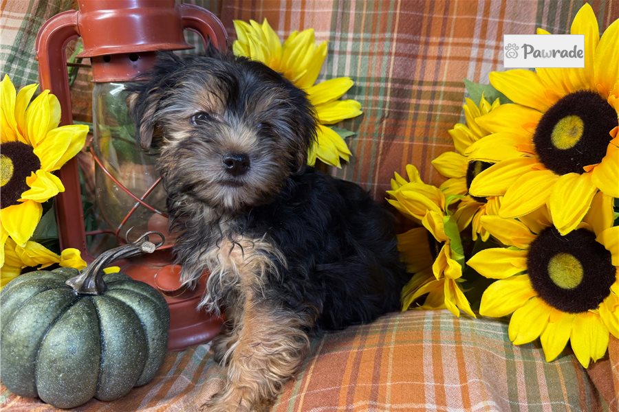 Elvira, female Yorkshire Terrier puppy for sale