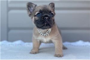 Fluffy Fletcher - puppy for sale