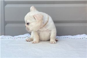 Skye - puppy for sale