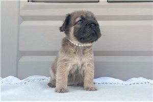 Fluffy Paisley - puppy for sale