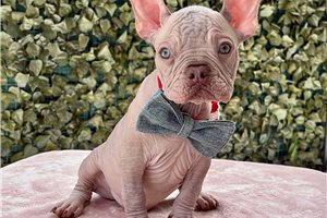 Othello | Puppies For Sale at Pawrade