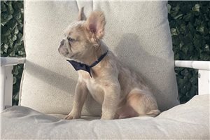 Spud - French Bulldog for sale