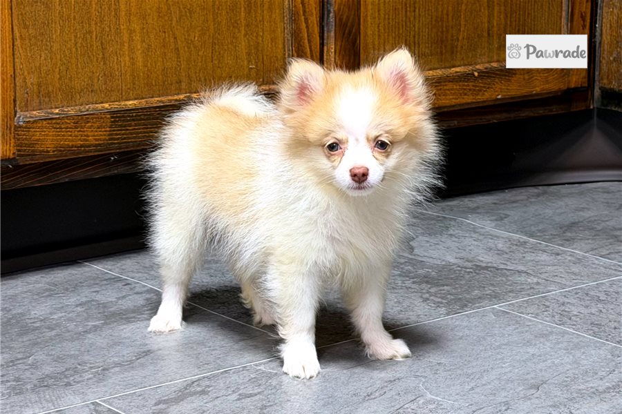 Salina, female Pomeranian puppy for sale