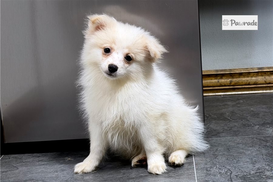 Singler, male Pomeranian puppy for sale