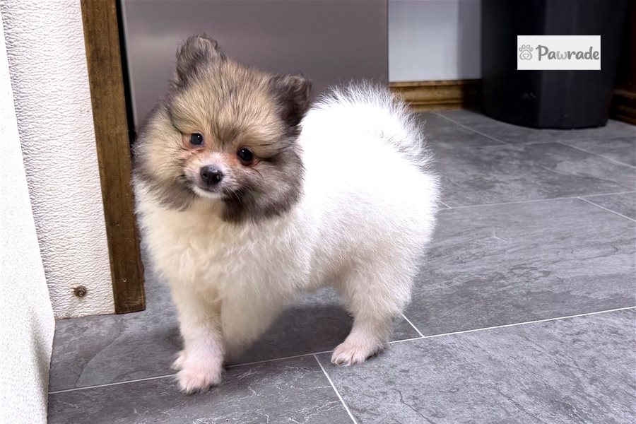 Fitz - Pomeranian for sale
