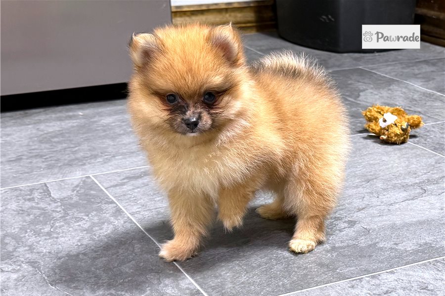 Swazy - Pomeranian for sale