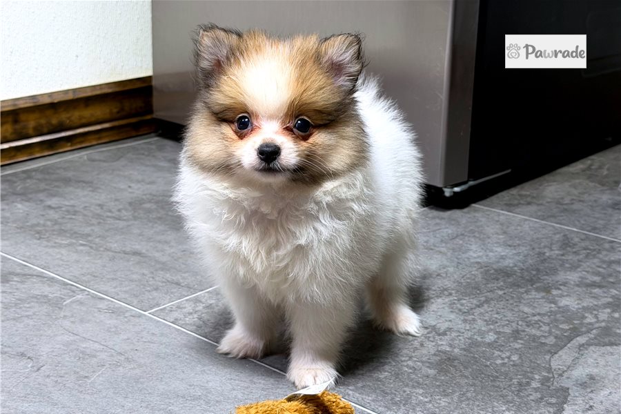 Drifter - Pomeranian for sale
