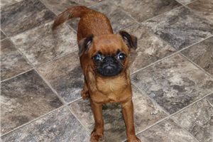 Aria - Brussels Griffon for sale