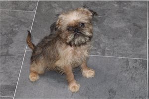 Molly - Brussels Griffon for sale