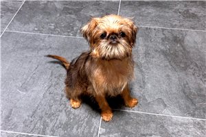 Russell - Brussels Griffon for sale
