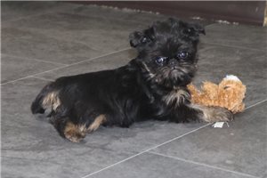 Ricky - Brussels Griffon for sale