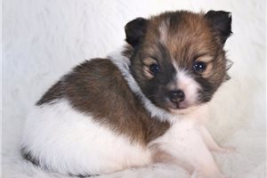 Danika - Pomeranian for sale