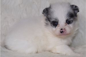 Marieta - Pomeranian for sale