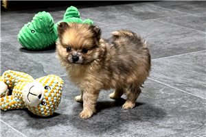 Tazz - puppy for sale